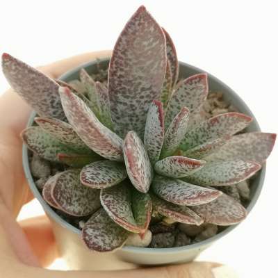 Adromischus trigynus 'Calico Heart'