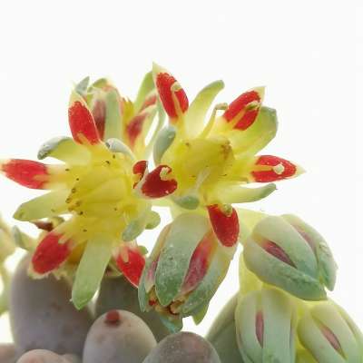 Pachyphytum 'Misty Charm' - Giromagi