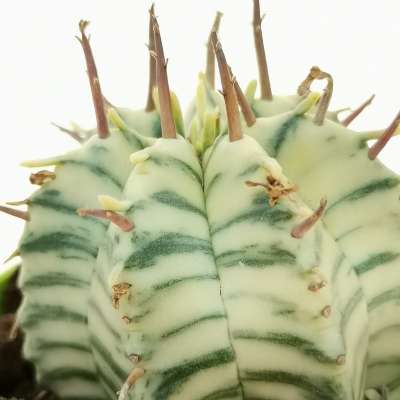 Euphorbia meloformis f. variegata - Giromagi