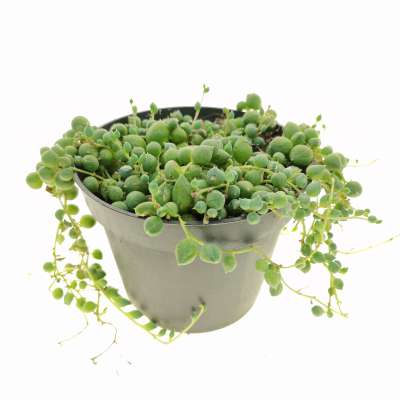 Senecio rowleyanus (Pianta del rosario) - Giromagi