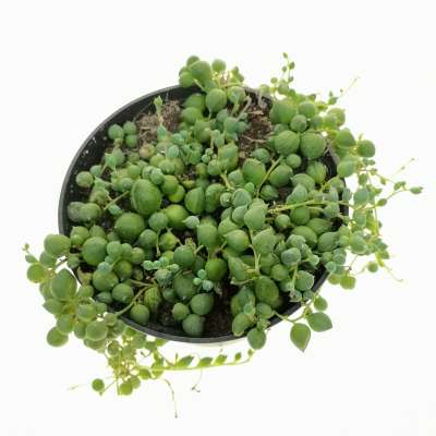 Senecio rowleyanus (Pianta del rosario) - Giromagi