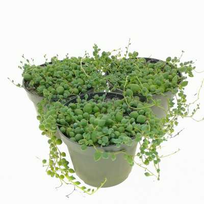 Senecio rowleyanus (Pianta del rosario) - Giromagi