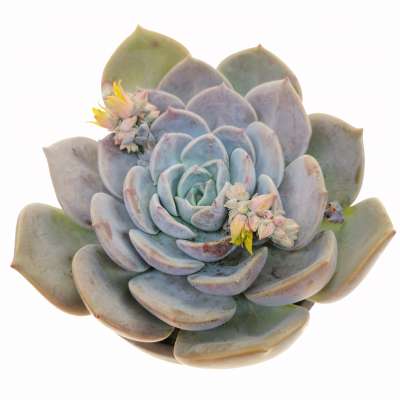 Echeveria 'Garoto' 13 cm. | Crassulaceae - Giromagi vendita piante grasse