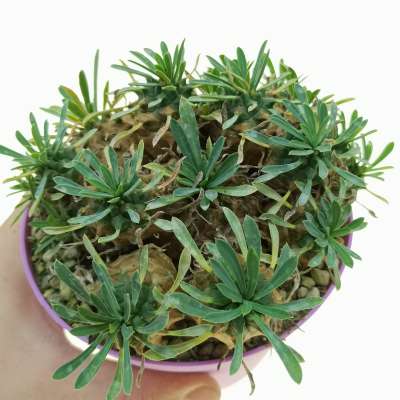 Euphorbia cv. Cocklebur
