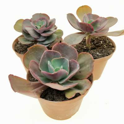 Echeveria 'Cassyz' - Giromagi