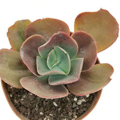 Echeveria 'Cassyz' - Giromagi