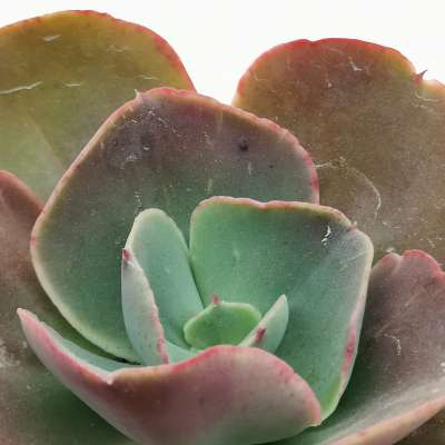 Echeveria 'Cassyz' - Giromagi