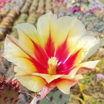 Opuntia macrocentra 'Santa Rita' - Giromagi