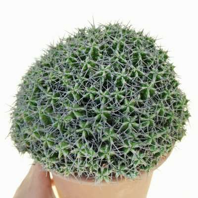 Euphorbia mitriformis - Giromagi