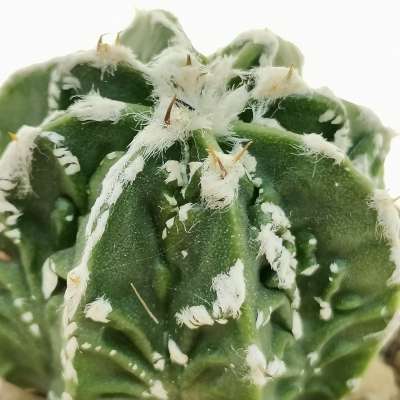 Astrophytum myriostigma cv. Hanakago Hakuun - Giromagi