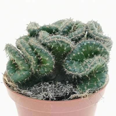 Opuntia cylindrica f. crestata - Giromagi