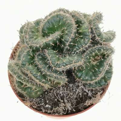 Opuntia cylindrica f. crestata - Giromagi
