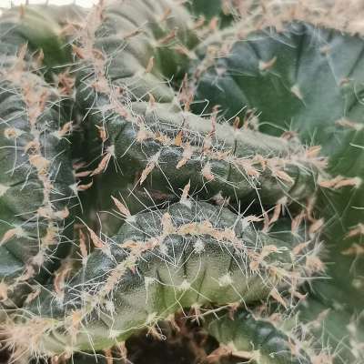 Opuntia cylindrica f. crestata - Giromagi