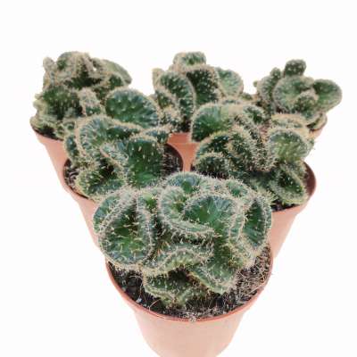 Opuntia cylindrica f. crestata - Giromagi