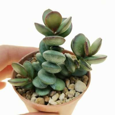 Adromischus subdistichus