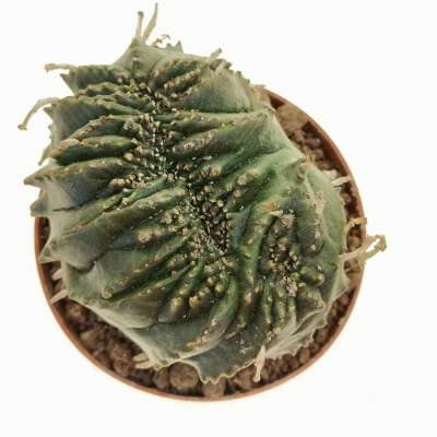 Euphorbia obesa x valida f. crestata - Giromagi