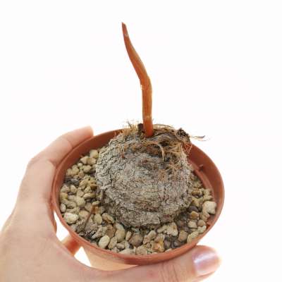 Eriospermum abyssinicum - Giromagi