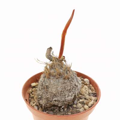 Eriospermum abyssinicum - Giromagi