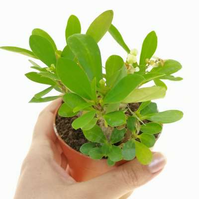 Euphorbia milii f. lutea