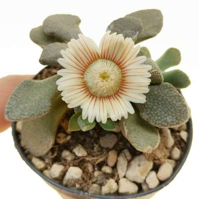 Aloinopsis rubrolineata