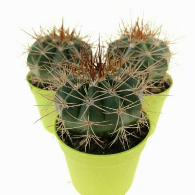 Melocactus multiceps 6,5 cm. | Cactaceae - Giromagi vendita piante grasse