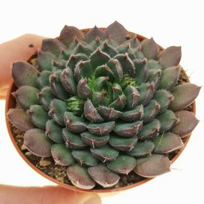 Echeveria 'Scorpio' 8,5 cm. | Crassulaceae - Giromagi vendita piante grasse