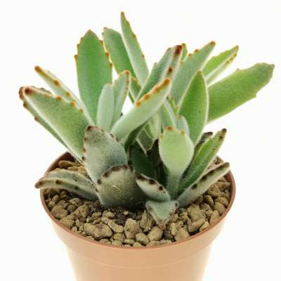 Kalanchoe tomentosa