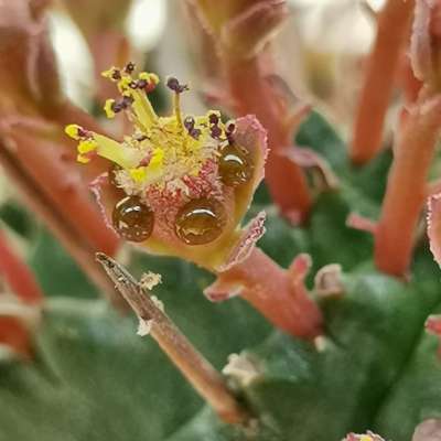 Euphorbia pseudomammillaris - Giromagi