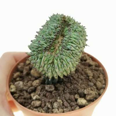 Euphorbia horrida f. crestata