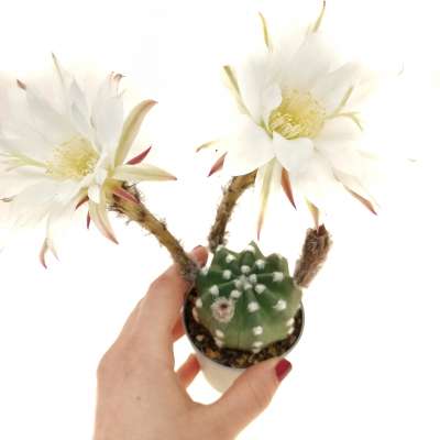 Echinopsis subdenudata cv. Fuzzy Navel