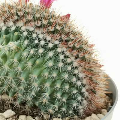 Mammillaria Spinosissima f. rubrispina crestata 14 cm. | Cactaceae ...