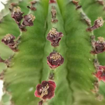 Euphorbia horrida (Spina-rossa) - Giromagi