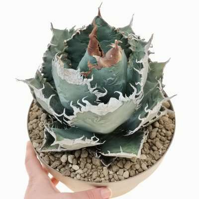 Agave titanota 'Caesar' 20 cm. | Agavaceae - Giromagi