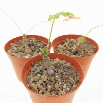 Pelargonium Articulatum - Giromagi