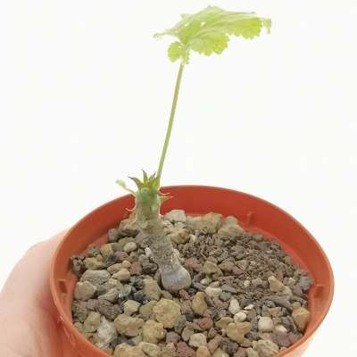 Pelargonium Articulatum - Giromagi