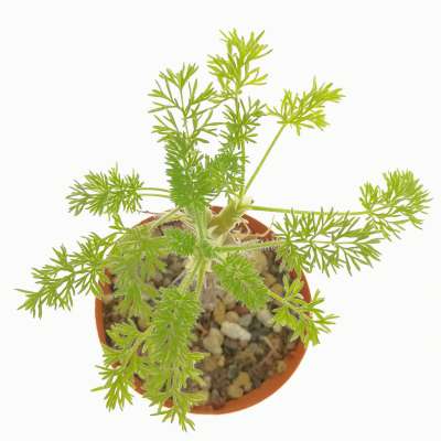 Pelargonium hirtum - Giromagi