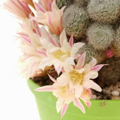 Sulcorebutia sunrise - Giromagi
