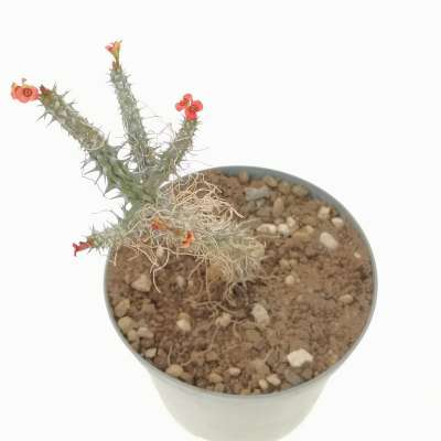 Euphorbia gottlebei - Giromagi