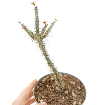 Euphorbia gottlebei - Giromagi