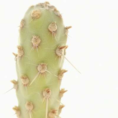 Maihueniopsis ovata - Giromagi