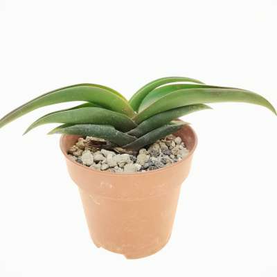 Aloe fleurentiniorum - Giromagi