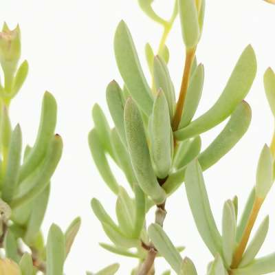 Lampranthus falcatus - Giromagi
