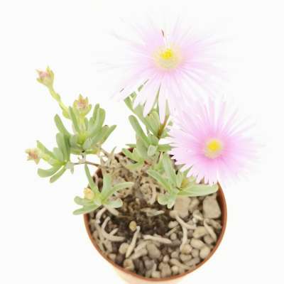 Lampranthus falcatus - Giromagi