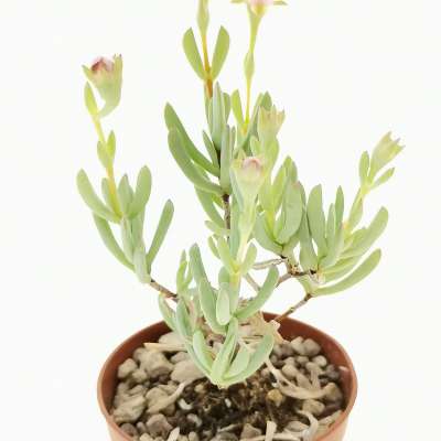Lampranthus falcatus - Giromagi