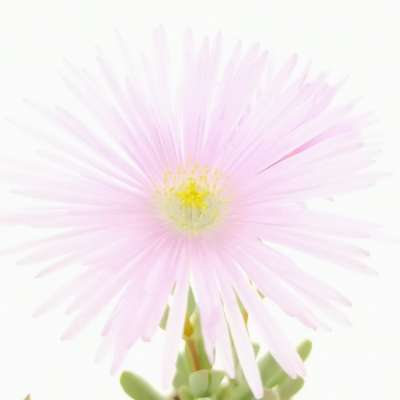 Lampranthus falcatus - Giromagi