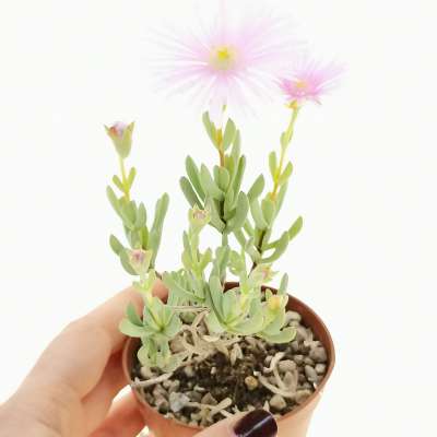 Lampranthus falcatus - Giromagi