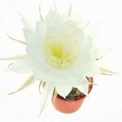 Lobivia arachnacantha hybrid cv. white flower
