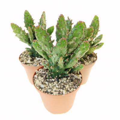 Opuntia monachanta f. mostruosa variegata - Giromagi