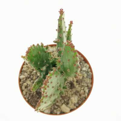 Opuntia monachanta f. mostruosa variegata - Giromagi