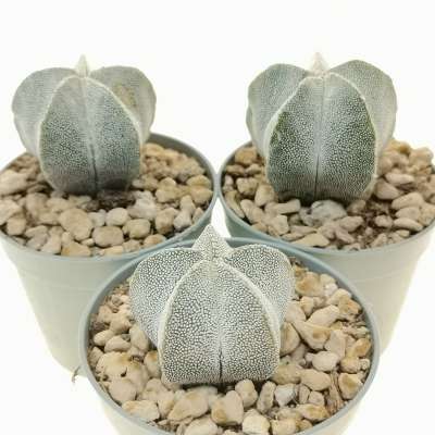 Astrophytum myriostigma cv. Onzuka - Giromagi